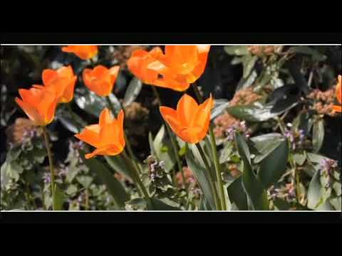 အကြိမ်ကြိမ်