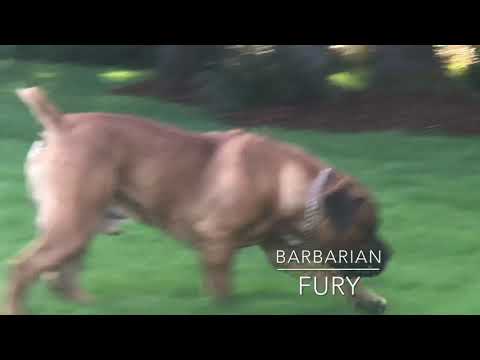 Barbarian Fury