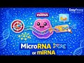 What Is MiRNA MicroRNA Explained Simply