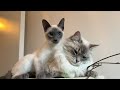 Purr Machine annoys his Big Sister and gets bitten