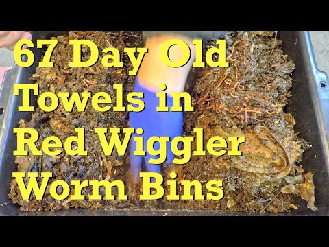Cotton towel on 67th day in red wiggler worm bins - vermicompost