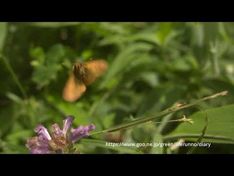 コキマダラセセリの飛翔