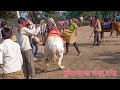 Very nice horse dance 2024 New ghoda dance