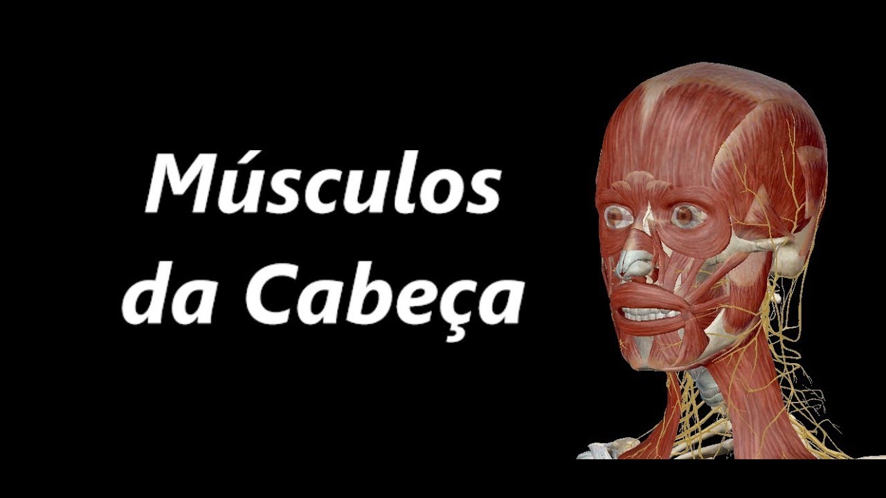 Anatomia dos Músculos da Cabeça em 3D