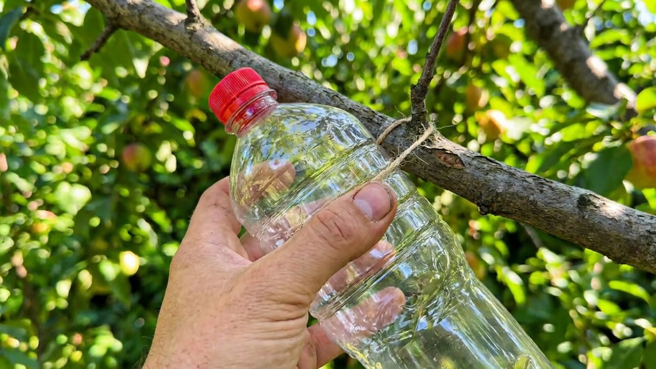 Most Gardeners Don’t Know This Secret Bottle Trick