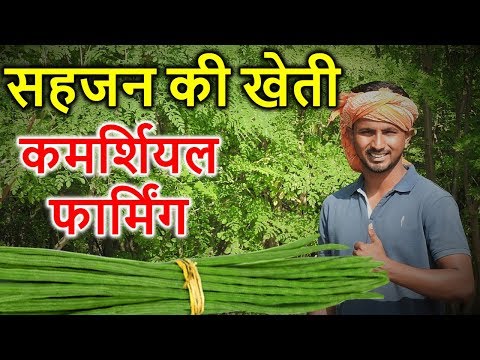 Gujarat a grade organic drumstick (moringa), 5 kg, moringa o...