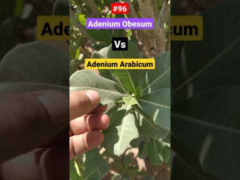 , title : 'Adenium obesum Vs Adenium arabicum #Differences #KnowYourAdenium #DesertRose #ImpalaLily #SabiStar'