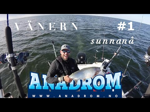 Vänern, Sunnanå. Trolling etter laks 2019