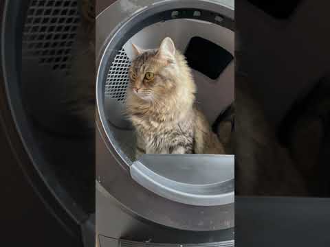 Is Litter-Robot 4 worth it? #LitterRobotReview