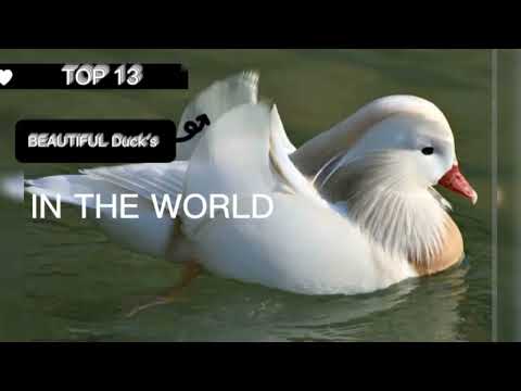 TOP 13 Most beautiful geese and ducks - 13 different breeds of domestic goose duck and swan goose