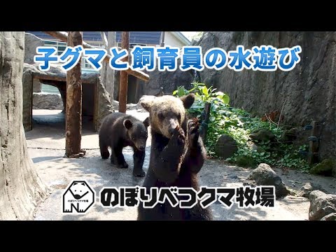 【のぼりべつクマ牧場 公式】子グマと飼育員の水遊び