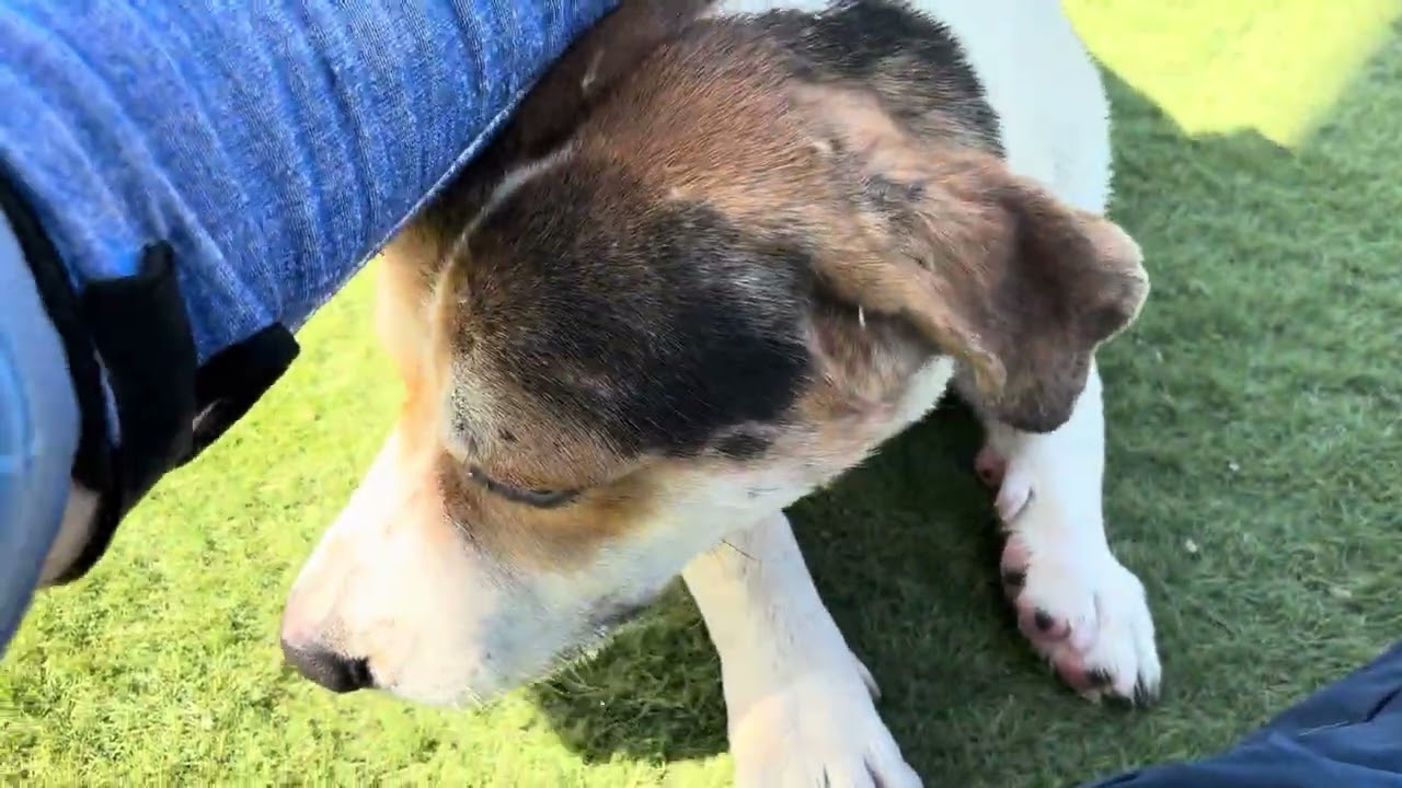 Enlarge SNOW, a Adoptable Husky in Wasco, CA video 5/5
