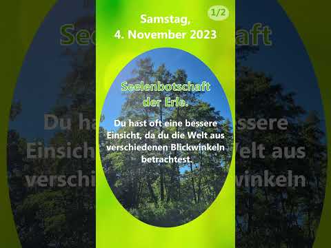 2023-11-04 Seelenbotschaft -  Tagesmantra - Erle #treefluencer #körperseelegeist #merikinbynature