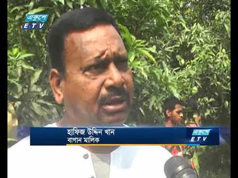 রাজশাহীতে বাগান থেকে আম সংগ্রহ শুরু হয়েছে