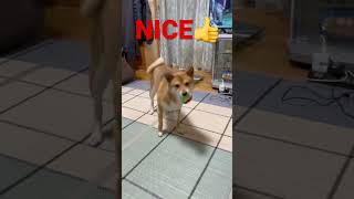 バウンドする球をキャッチできるのか豆柴？　#shibainu #柴犬 #犬のいる暮らし #cute #キャッチ
