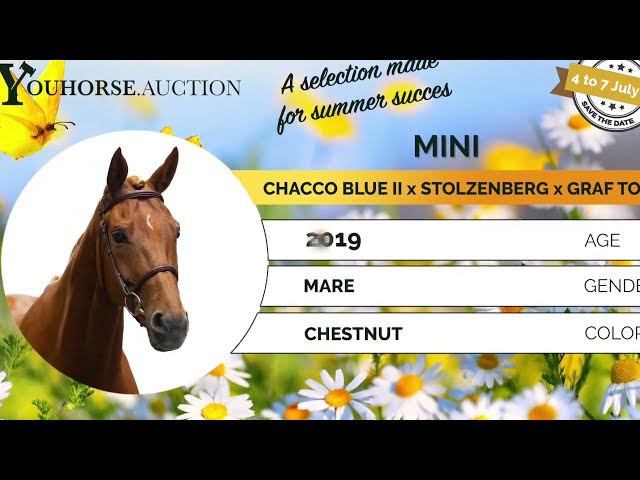 Mini showvideo