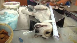In The Yucatan: Planned Pethood - 2nd Annual Spay/Neuter Campaign