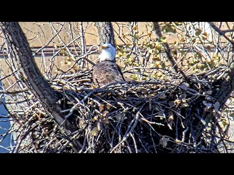DNR Eagle Camera