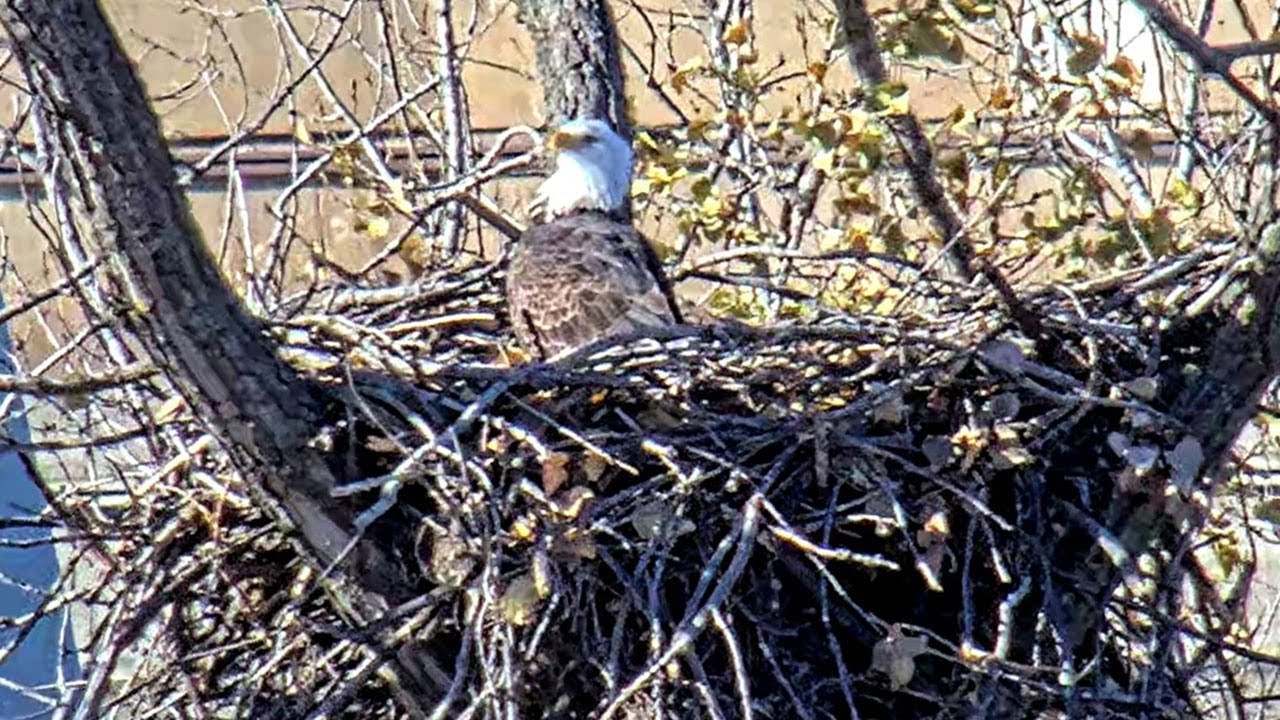 Live webcam view of DNR Bald Eagle Nest Cam