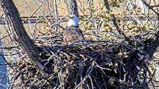 DNR Bald Eagle Nest Cam