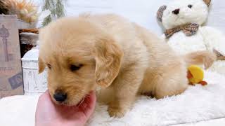 ゴールデンレトリバーの動画01