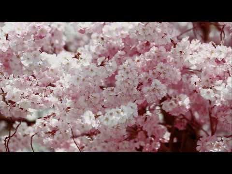 10 HOURS GENTLE NATURE SOUNDS ANIMAILS BEES BIRDS CHIRPING SOOTHING RELAXATION WHITE NOISE SLEEP