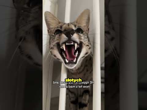 Najdroższe rasy kotów