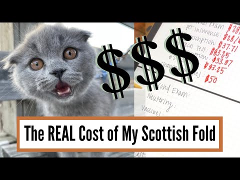 The REAL Cost of Owning a Scottish Fold (Hint: Its WAY MORE than I expected)