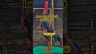 Download lagu Ayam Teknik lock brakot..#ayam #ayambangkok #pakhoy #breeding #ayamjago #kontenkreator #shorts #fyp mp3
