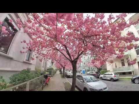 Die blühende Pestalozzistraße in Braunschweig