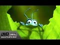 A Bug S Life 1998 2003 DvD Menu Walkthrough