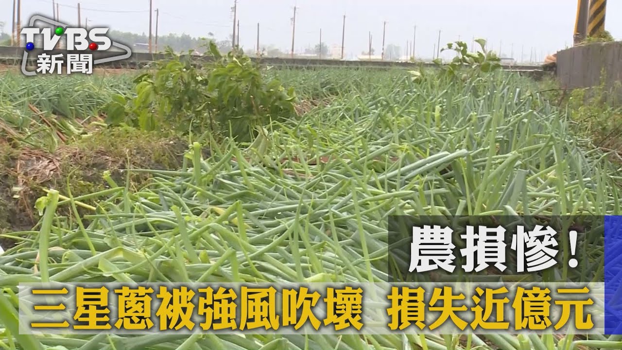 農損慘!三星蔥被強風吹壞 損失近億元