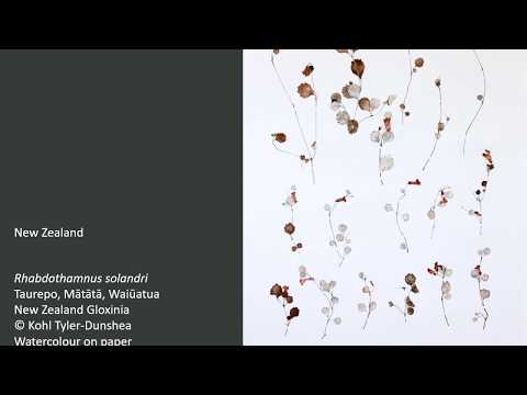 New Zealand Botanical Art Worldwide "Ngai Tipu Taketake - Indigenous Flora