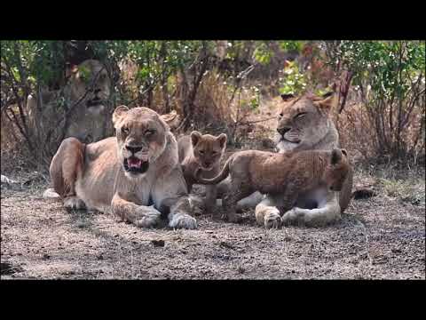 Othawa Male Lion ~ Mhangeni Pride A Growing Pride