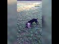 Terrier vs Badger  - best fight