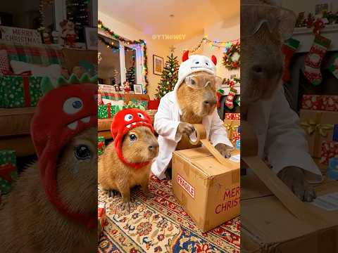 He Tried Stealing Capybara’s Christmas Gift 🎁😧 #animals #capybara