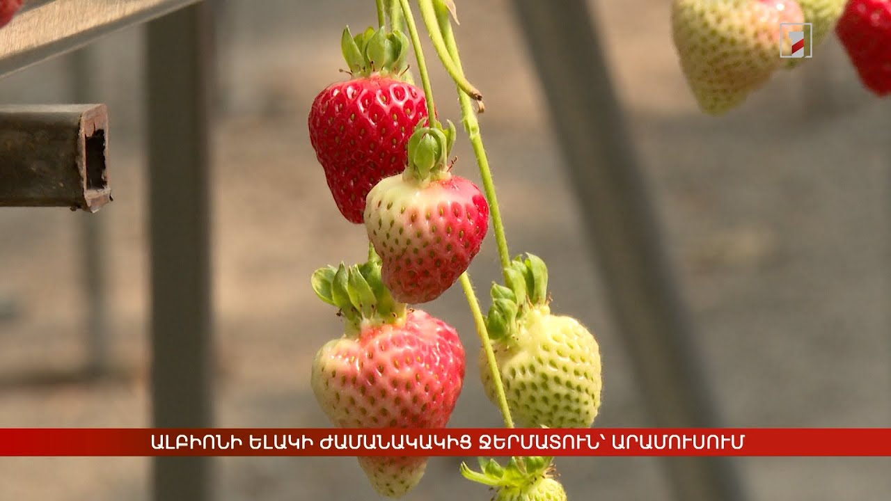 Ալբիոնի ելակի ժամանակակից ջերմատուն՝ Արամուսում