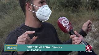 #MILLENA: “M” un oli exquisit d’oliveres Mil·lenàries a l’Almàssera de Millena