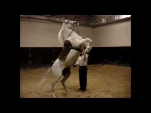 Full Metal Jousting Audition