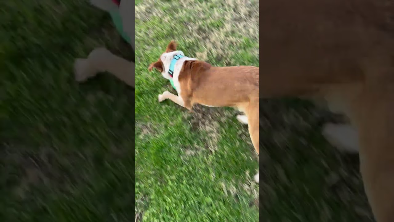 Enlarge Rudy, a ADOPTABLE mixed breed in Columbia, TN video 6/6