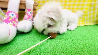 マルチーズの動画01
