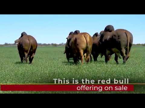 Introducing the Red Brahman bull race at the KroonVee Brahmans farm
