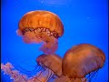 Baby Einstein Baby Neptune Discovering Water Aquarium 2003 60fps