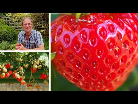 download lagu mp3 mp4 Strawberry Uk, download lagu Strawberry Uk gratis, unduh video klip Strawberry Uk