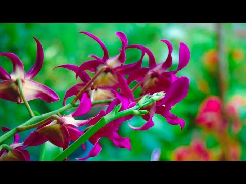 Sony 20MP CCD🌈 35x optical superzoom camera - Image 2