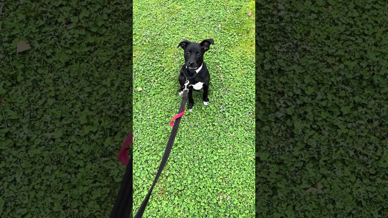 Enlarge Holly , a ADOPTABLE mixed breed in Tigard, OR video 5/5