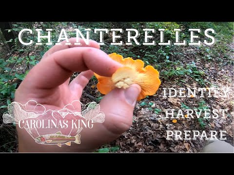 Chanterelle Mushrooms (Identify, Harvest, Prepare)