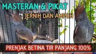 Download lagu PRENJAK BETINA GACOR TIR PANJANG JERNIH mp3