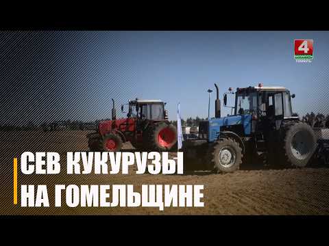 К севу кукурузы приступили на Гомельщине