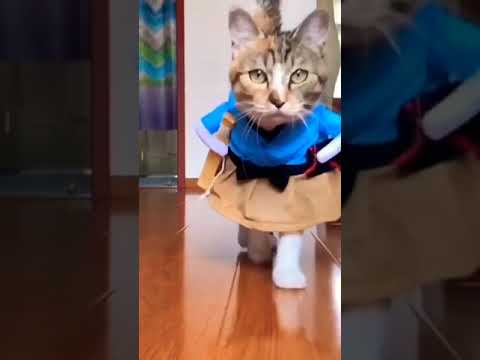 പൂച്ചയുടെ ഒരു കാര്യം 😀😂#youtubeshorts